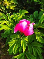 Paeonia suffruticosa