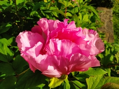 Paeonia suffruticosa
