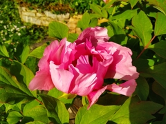 Paeonia suffruticosa