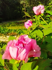 Paeonia suffruticosa