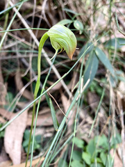 Pterostylis hispidula