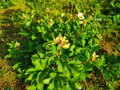 Paeonia mascula