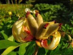 Paeonia mascula