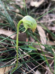 Pterostylis hispidula
