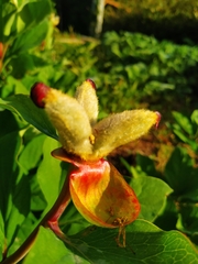 Paeonia mascula