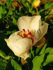 Paeonia mascula
