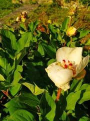 Paeonia mascula