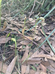 Pterostylis hispidula