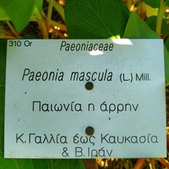Paeonia mascula