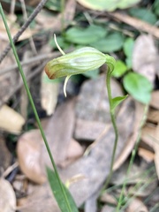 Pterostylis hispidula