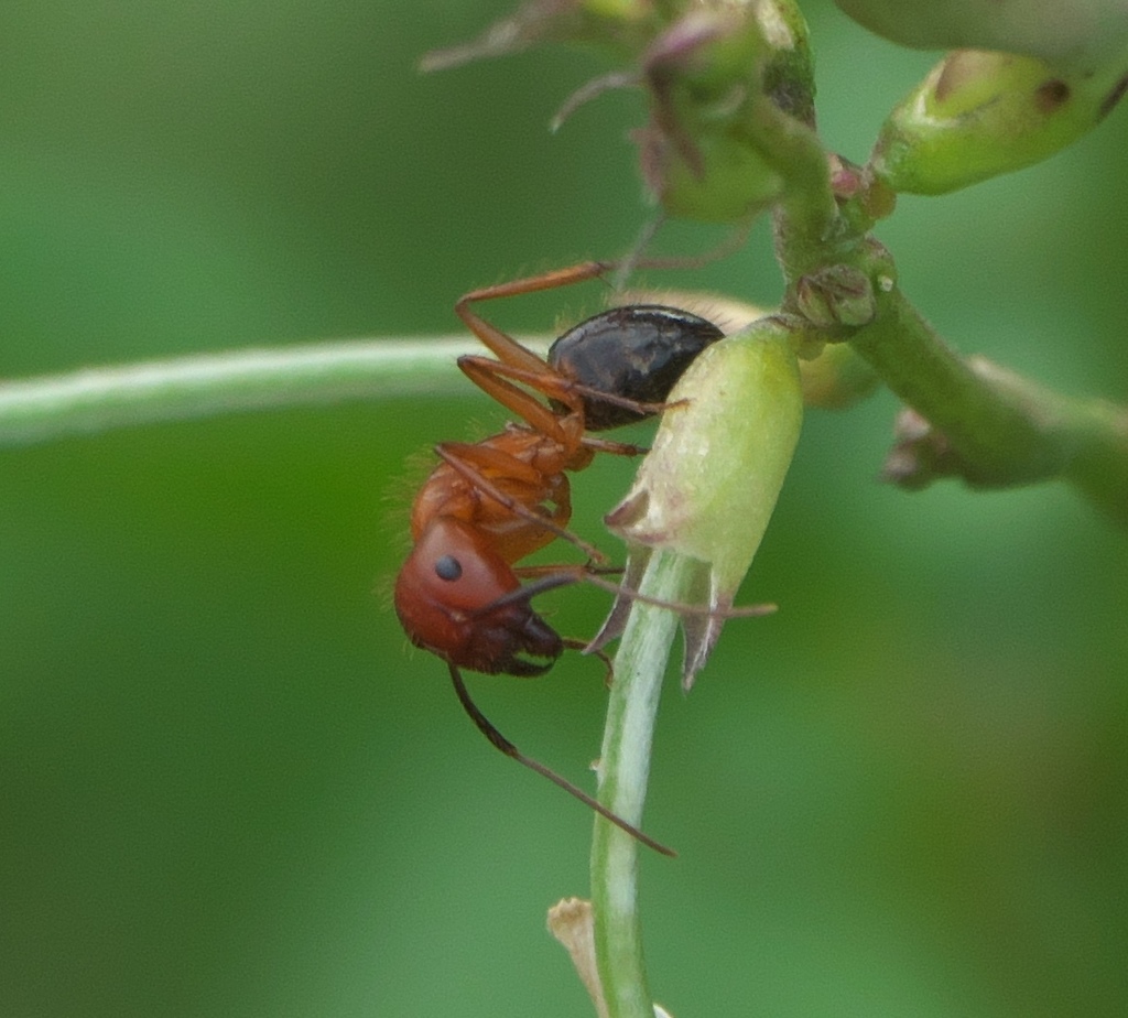 Florida carpenter ant (Camponotus floridanus)
