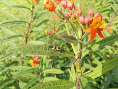 Oncopeltus sandarachatus
