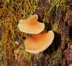 Collybia eucalyptorum