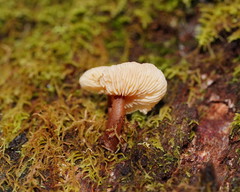 Collybia eucalyptorum