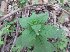 Veronicastrum sibiricum