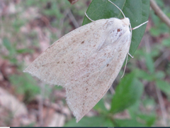 Descoreba simplex