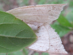 Descoreba simplex
