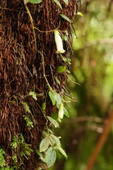 Fieldia australis