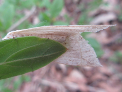 Descoreba simplex