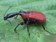 Apoderus jekelii