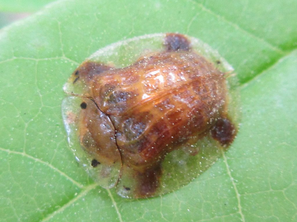 Thlaspida lewisii