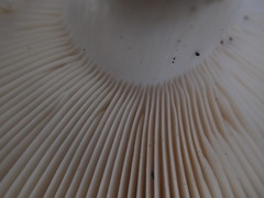 Russula iterika