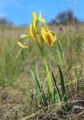 Iris pumila