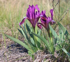 Iris pumila