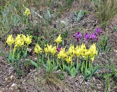 Iris pumila