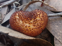 Tricholomopsis scabra