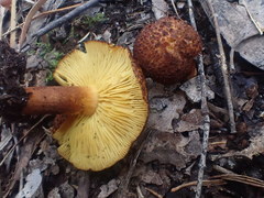 Tricholomopsis scabra