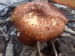 Tricholomopsis scabra