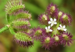 Torilis arvensis purpurea