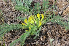 Astragalus buchtormensis