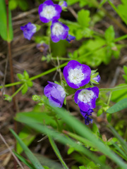 Phacelia patuliflora