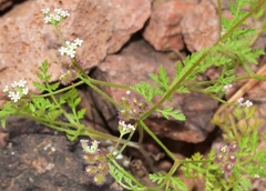 Torilis arvensis purpurea