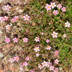 Rhodalsine geniculata
