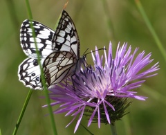 Melanargia ines