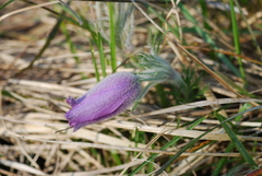 Pulsatilla vulgaris