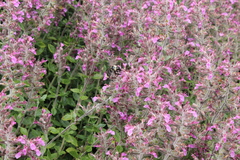 Teucrium lucidrys