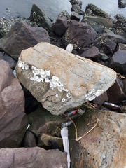 Saccostrea cuccullata