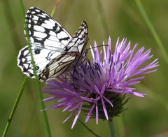 Melanargia ines