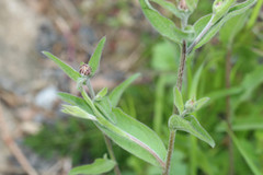 Centaurea decipiens