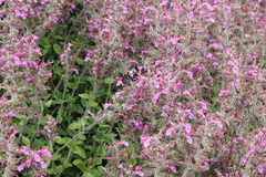 Teucrium lucidrys