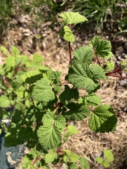 Rubus phoenicolasius