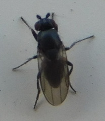 Acalyptratae
