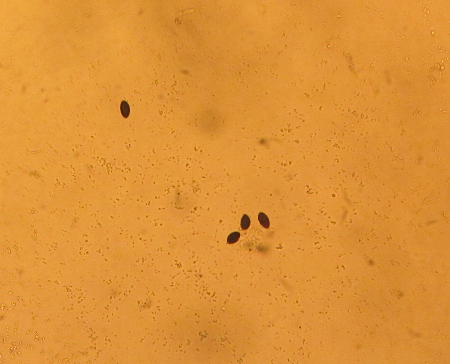 Xylaria castorea image