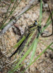 Arigomphus cornutus