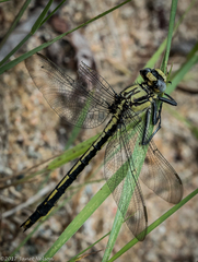 Arigomphus cornutus