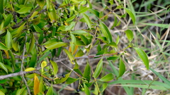 Coptosperma supra-axillare